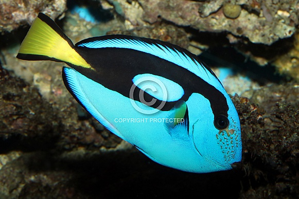 Beautiful salt water fish Beautiful salt water fish