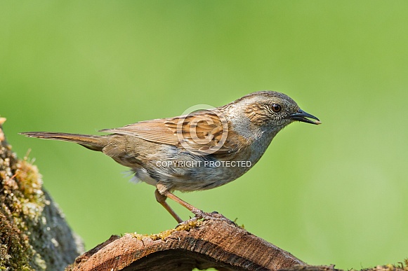 The dunnock (Prunella modularis)
