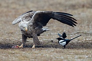 White tailed eagle or European Eagle