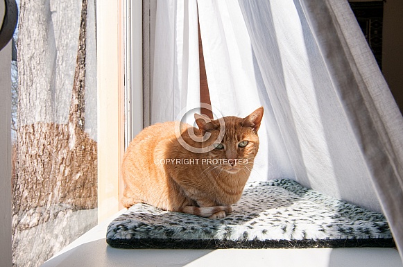 An orange tabby cat in a window An orange tabby cat in a window