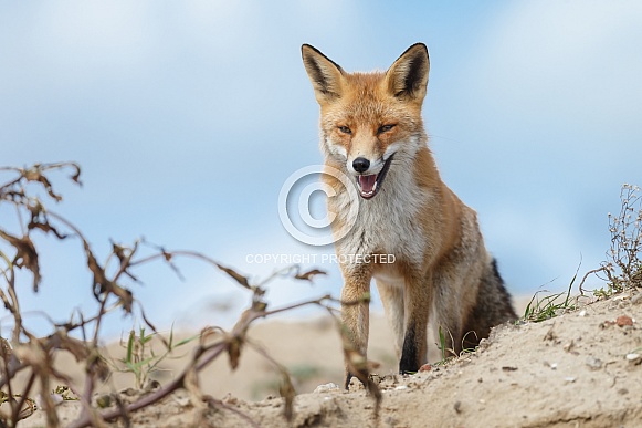 Red fox