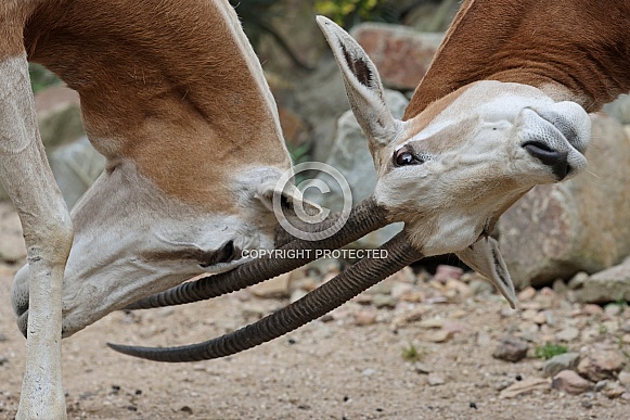 The scimitar oryx (Oryx dammah)