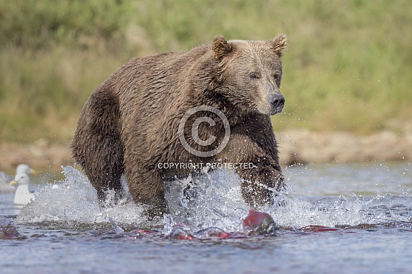 Brown bears