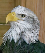 Bald Eagle Head

Could you reduce the size below 12mb so we can approve it to the website?
Thank you.