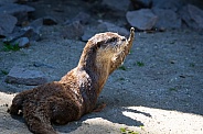 Small-clawed otter