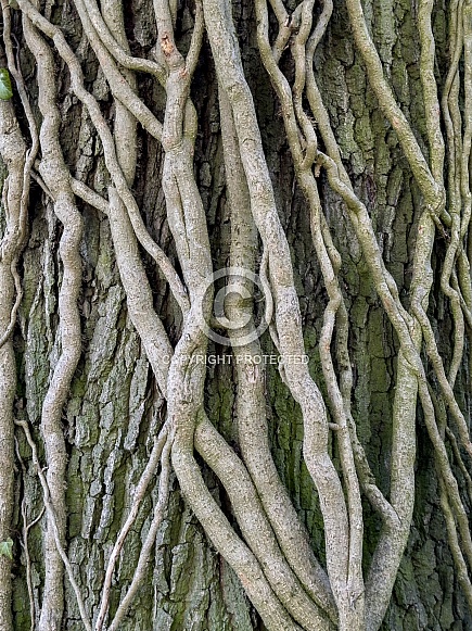 Vines growing up a tree trunk
