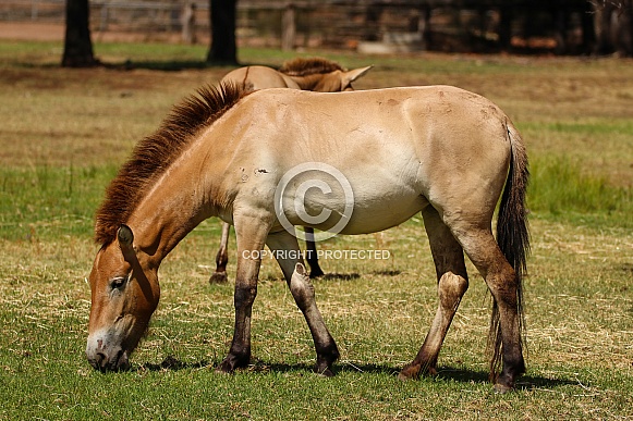 Przewalski Horse Przewalski Horse