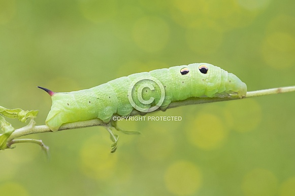 Elephant Hawk Moth Caterpillar
