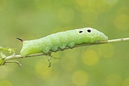 Elephant Hawk Moth Caterpillar