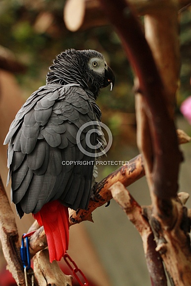 African grey parrot