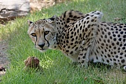 Cheetah