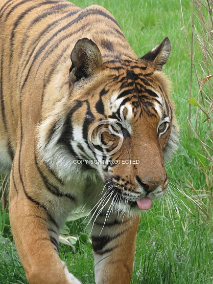 Malayan Tiger Malayan Tiger