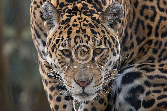 Jaguar (Panthera Onca)