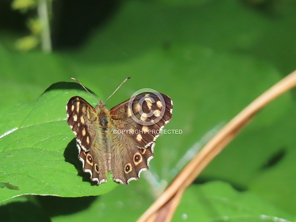 Speckled Wood Speckled Wood