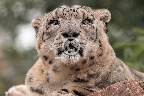 Snow Leopard Close Up Face Shot Snow Leopard Close Up Face Shot