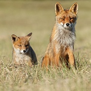 Red fox cubs