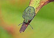 Green Shieldbug