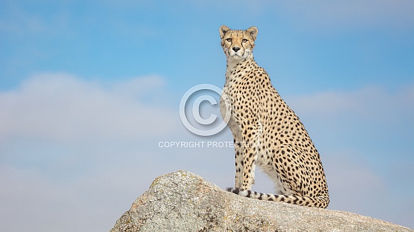 Cheetah Cheetah