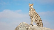 Cheetah