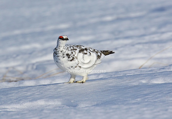 Ptarmigan Ptarmigan
