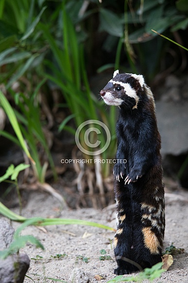 marbled polecat marbled polecat