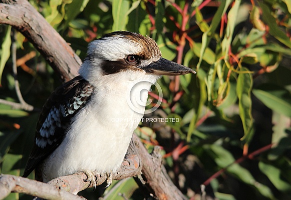 Kookaburra sitting in the Flowering Gum Kookaburra sitting in the Flowering Gum