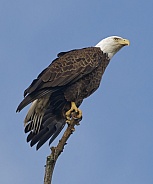 Bald Eagle