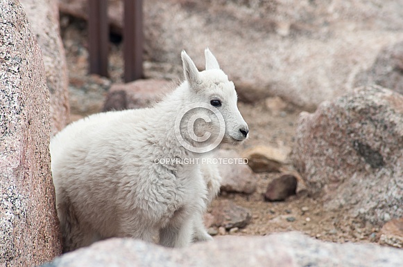 Wild mountain goat kid