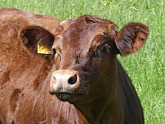 Dramatic Cow