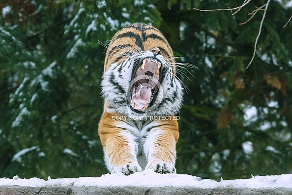 Amur Tiger