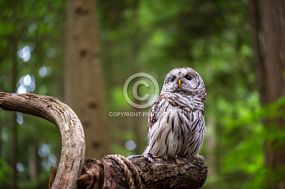 Barred Owl