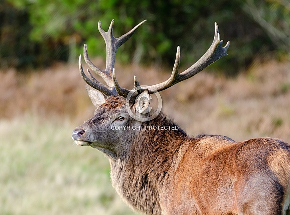 Red Deer Stag.