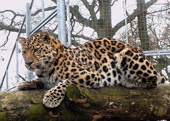 Leopard