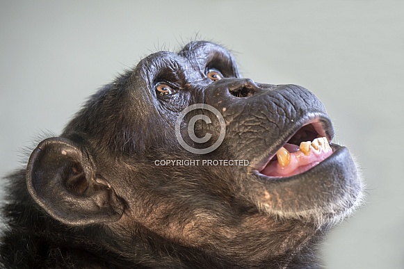 Chimpanzee (Pan troglodytes) Chimpanzee (Pan troglodytes)