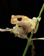 Dwarf Tree Frog