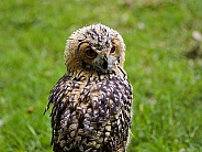 Young Indian Eagle Owl