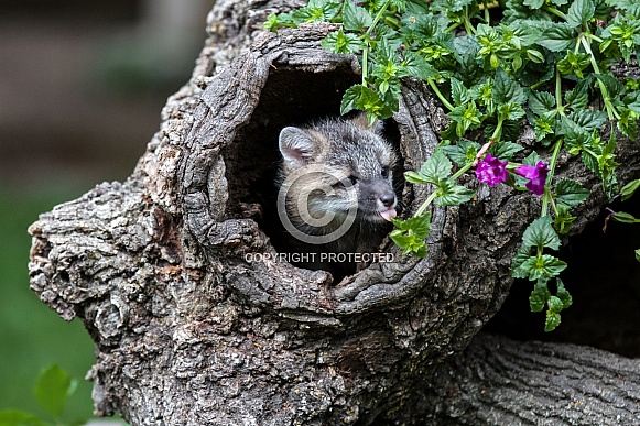 Red Fox Kit peeks out of a burrell