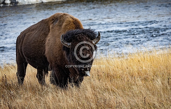 American Bison