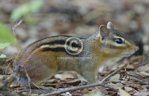Chipmunk