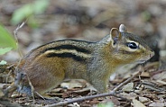 Chipmunk