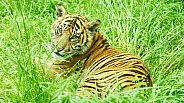 Young Sumatran tiger