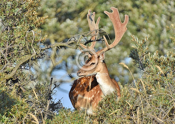 Fallow Deer