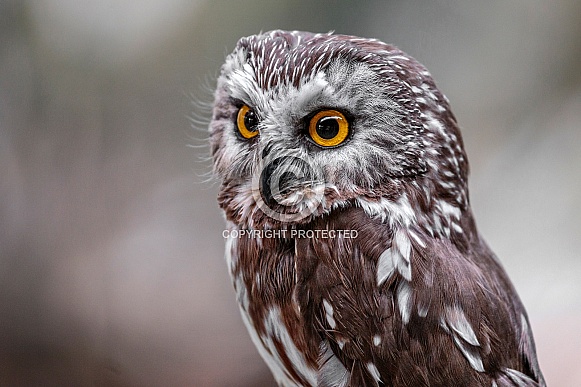 Northern Saw Whet Owl--What Big Eyes You Have