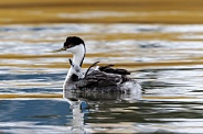 Western Grebe