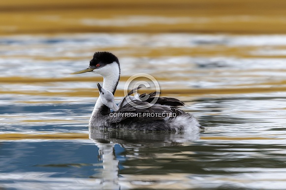 Western Grebe Western Grebe
