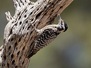A Female Ladder-backed Woodpecker