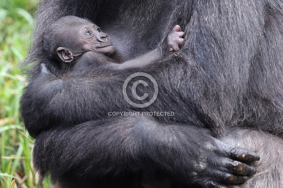 Western Lowland Gorilla (Gorilla Gorilla Gorilla)