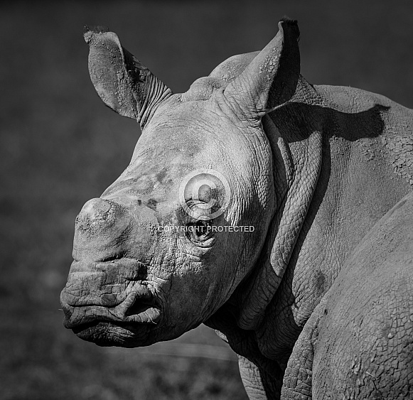 White Rhinoceros White Rhinoceros