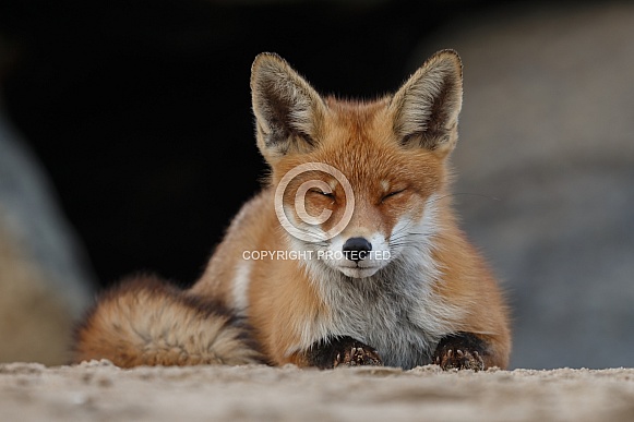 Red fox and cubs Red fox and cubs