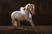 Andalusian Horse--Perlino Stallion